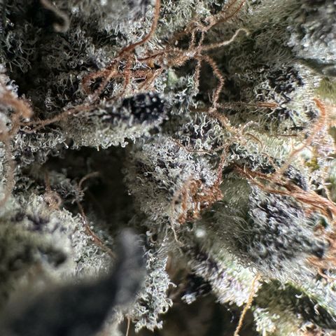 CxLAZ #24 37.13g growlog timeline photo