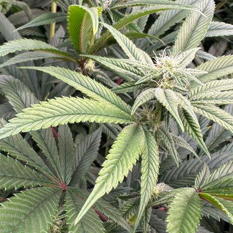 MiscxLAZ #26 C #1 47.15g growlog timeline photo