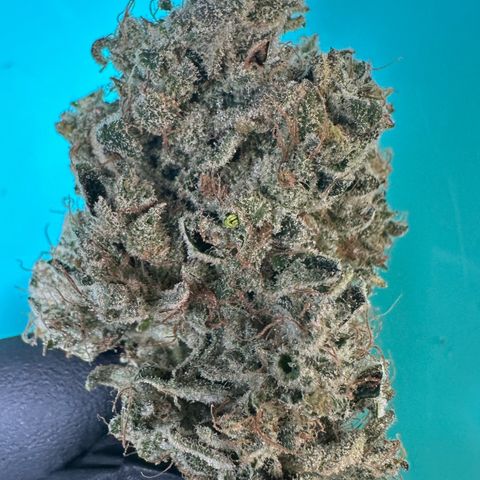 CxLAZ #15 52g growlog photo: Seeded bud
