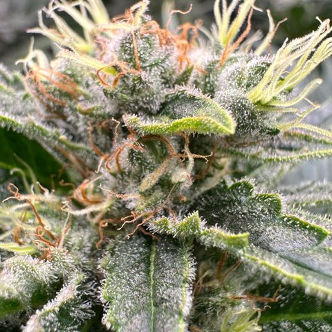 Fuel D.OG #1 Female 47.36g growlog timeline photo