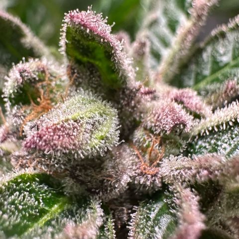 Misc x (LA Kush x Zkittles) #35 28.55g growlog timeline photo