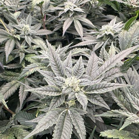 MiscxLAZ #08 C #1 growlog timeline photo