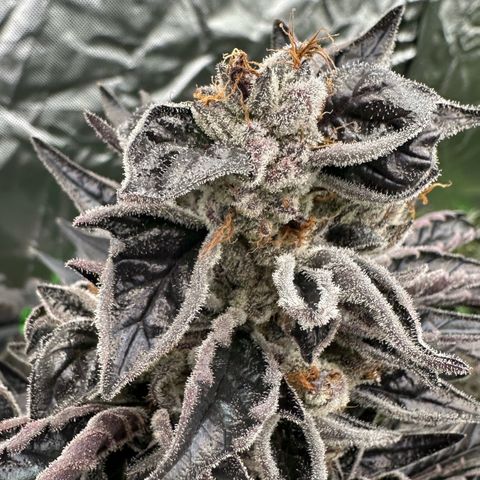 CxLAZ #16 50.72g growlog timeline photo