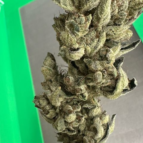 Misc x (LA Kush x Zkittles) #23 28.19g growlog timeline photo