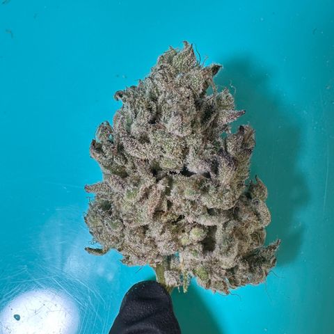 CxLAZ #24 37.13g growlog photo: Seeded bud