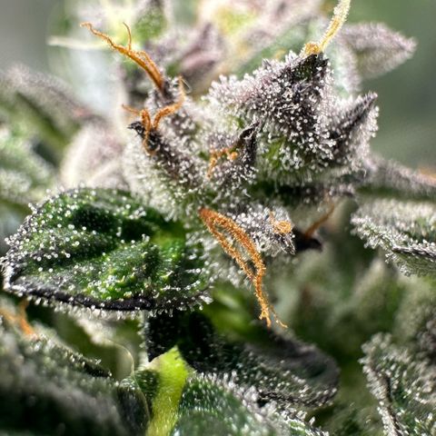 Auto Think Different  #1 growlog timeline photo