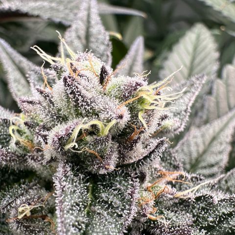 MiscxLAZ #22 C 42.33g growlog timeline photo
