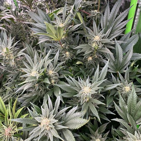 Fuel D.OG #2 Female 49.44g M growlog timeline photo