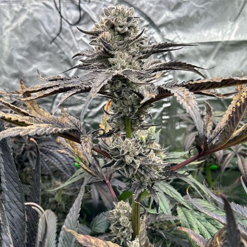 Misc x (LA Kush x Zkittles) #29 25.69g growlog timeline photo