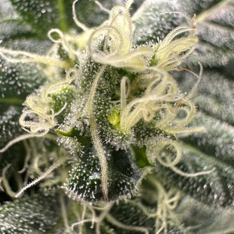 MiscxLAZ #08 C #1 growlog photo: Nanners from light schedule off