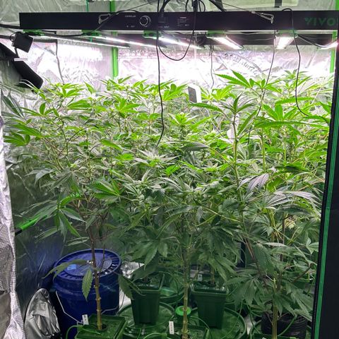 Fuel D.OG #1 Female 47.36g growlog timeline photo