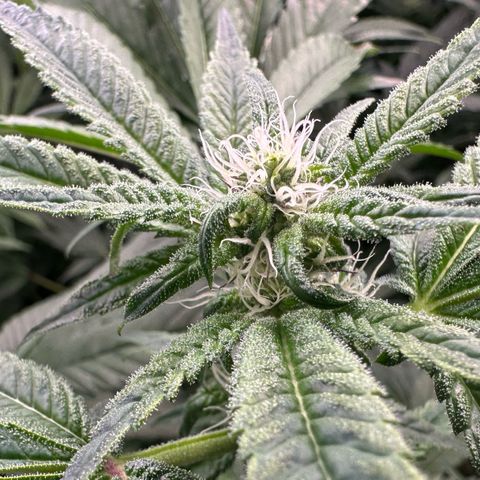 CxLAZ #31 C growlog timeline photo