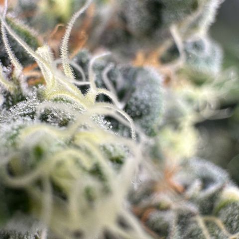 Misc x (LA Kush x Zkittles) #08 growlog timeline photo