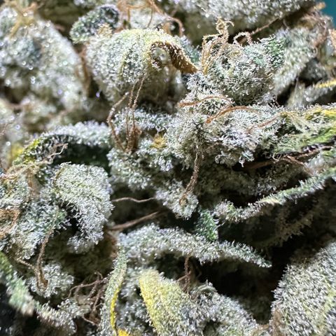 CxLAZ #15 52g growlog photo: Trimmed main cola