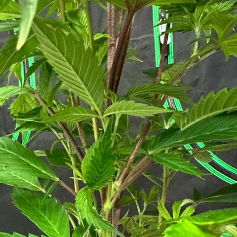 MiscxLAZ 5-4 34.63g growlog photo: Transplanted into 1 gal 