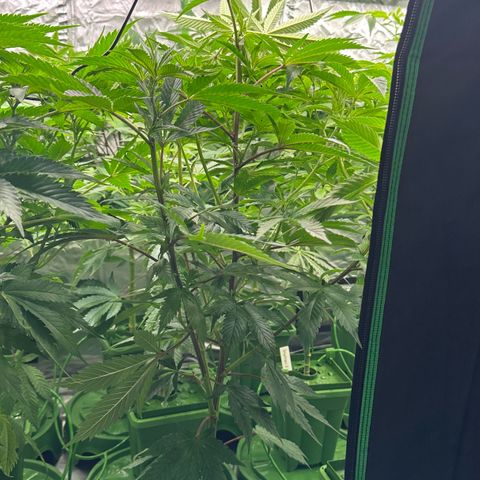 MiscxLAZ #29 C growlog timeline photo