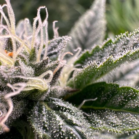 MiscxLAZ #26 C #1 47.15g growlog timeline photo