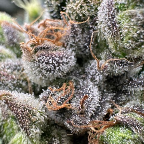 Misc x (LA Kush x Zkittles) #23 28.19g growlog timeline photo