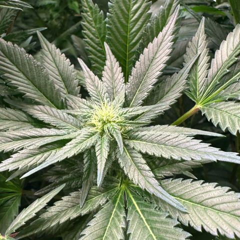 Fuel D.OG #1 Female 47.36g growlog timeline photo