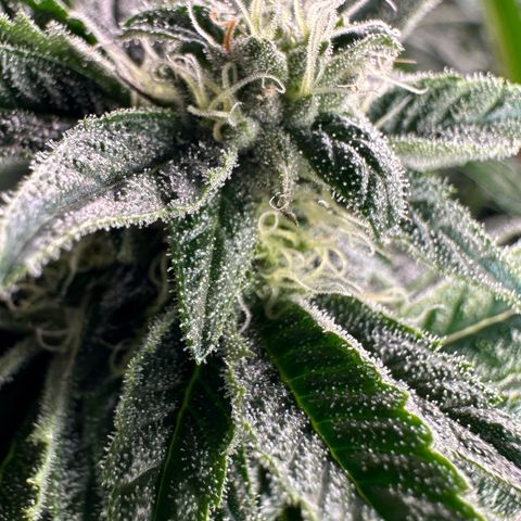 MiscxLAZ #26 C #1 47.15g growlog timeline photo