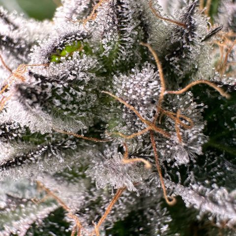 MiscxLAZ #29 C growlog timeline photo