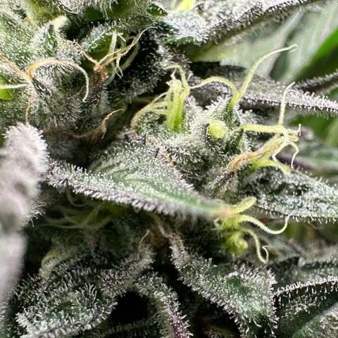 CxLAZ #03 C #1 58.58g growlog timeline photo