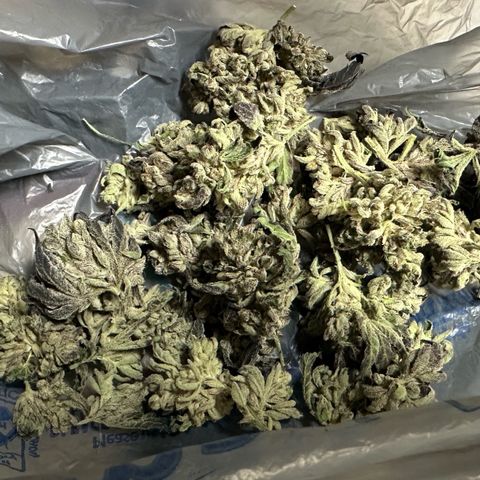 Misc x (LA Kush x Zkittles) #10 growlog photo: Moved to plastic bag