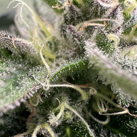 CxLAZ #03 C #1 58.58g growlog timeline photo