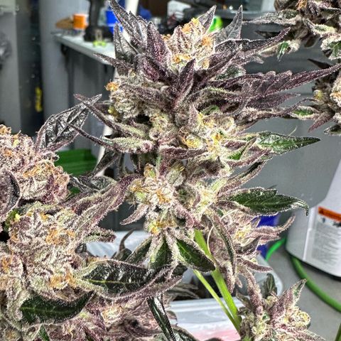 Misc x (LA Kush x Zkittles) #37 42.26g growlog photo: Harvest day