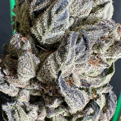 Misc x (LA Kush x Zkittles) #27 33.12g growlog photo: Moved to plastic bag