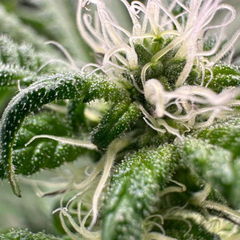 CxLAZ #31 C growlog timeline photo