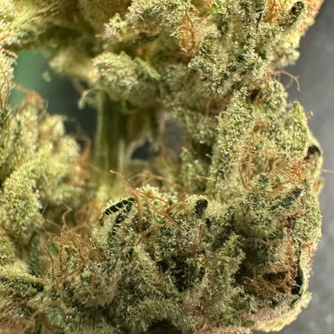 CxLAZ #06 growlog timeline photo