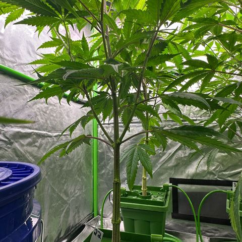 MiscxLAZ #22 C 42.33g growlog timeline photo