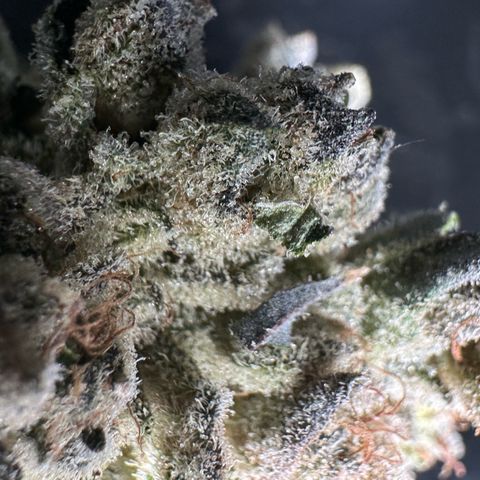 Misc x (LA Kush x Zkittles) #26 60.7g growlog timeline photo