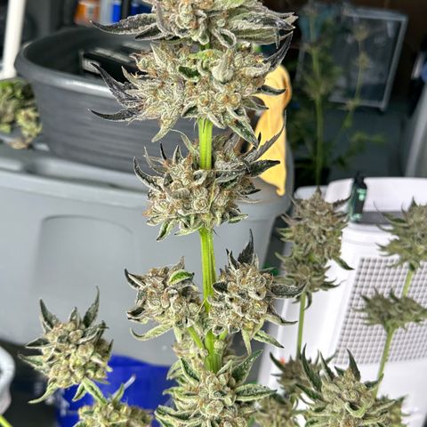 CxLAZ #11 50.28g growlog photo: Harvest day