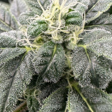 MiscxLAZ #08 C #1 growlog timeline photo