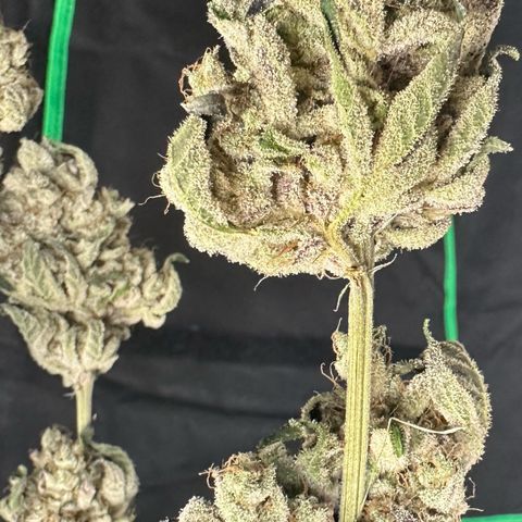 CxLAZ #24 37.13g growlog timeline photo