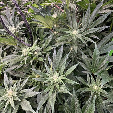 Fuel D.OG #2 Female 49.44g M growlog timeline photo