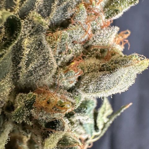 Misc x (LA Kush x Zkittles) #08 growlog photo: Moved to plastic bag