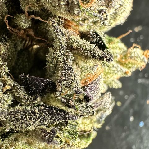 Misc x (LA Kush x Zkittles) #33 19.08g growlog photo: 19g total put in Grove bag