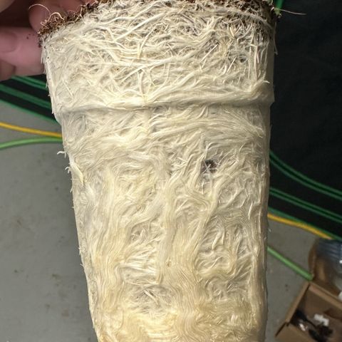 CxLAZ #20 C1 25g growlog timeline photo