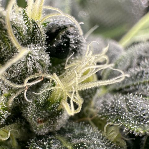 MiscxLAZ #08 C #1 growlog timeline photo