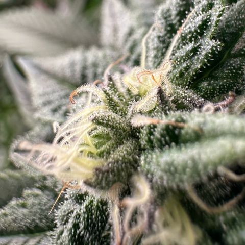 MiscxLAZ 5-4 34.63g growlog timeline photo