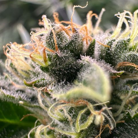 Fuel D.OG #1 Female 47.36g growlog timeline photo