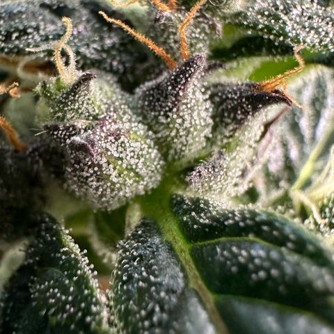Auto Think Different  #1 growlog timeline photo