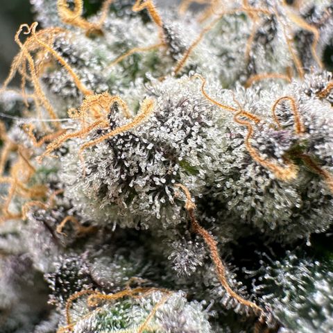 CxLAZ #31 58.75g growlog timeline photo