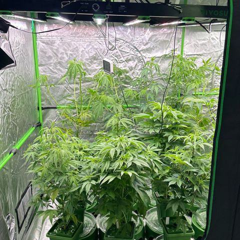 CxLAZ #16 50.72g growlog timeline photo
