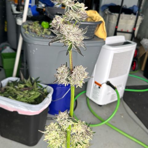 Misc x (LA Kush x Zkittles) #10 growlog photo: Harvest day