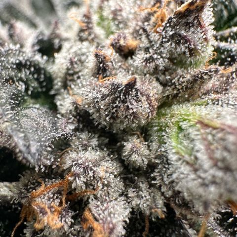 Misc x (LA Kush x Zkittles) #35 28.55g growlog timeline photo