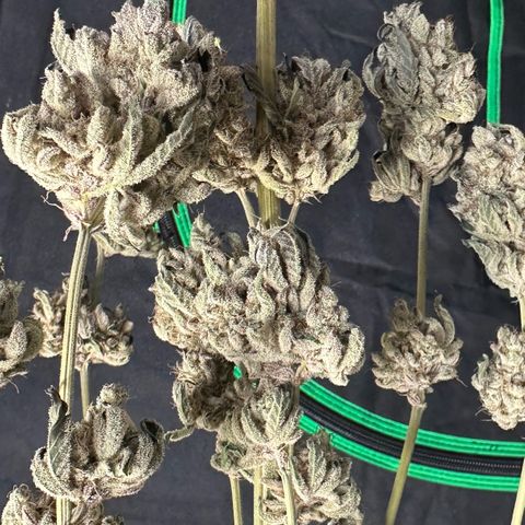CxLAZ #24 37.13g growlog photo: Moved to plastic bag